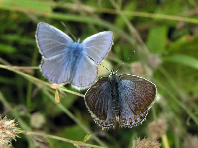 Polyommatus (Polyommatus) icarus