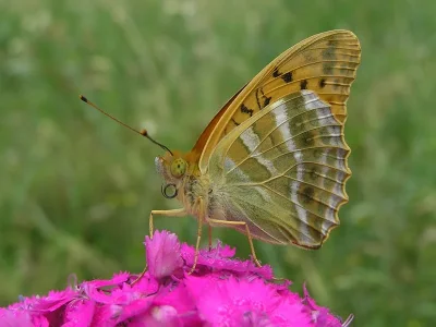 Argynnis (Argynnis) paphia