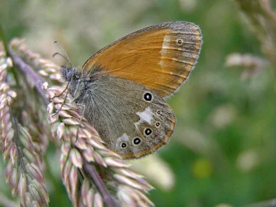 Coenonympha glycerion
