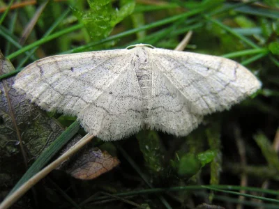 Idaea aversata