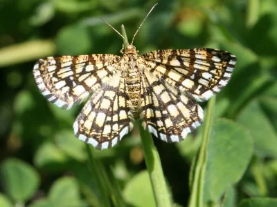 Chiasmia clathrata