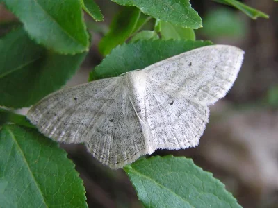 Scopula (Scopula) nigropunctata