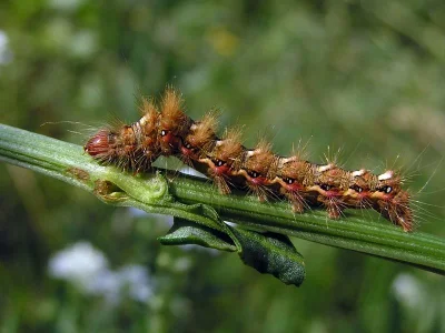 Acronicta (Viminia) rumicis