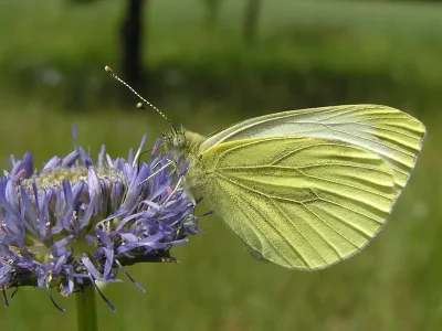 Pieris (Artogeia) rapae