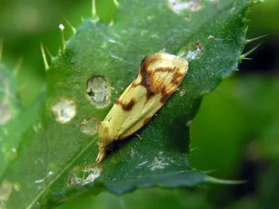 Agapeta hamana