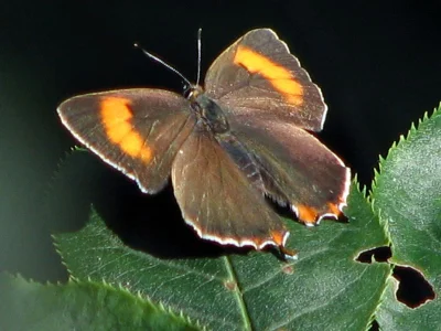 Thecla betulae