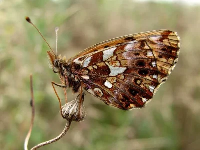 Boloria (Clossiana) dia
