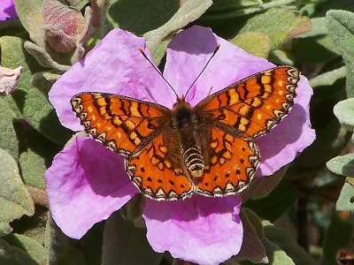 Euphydryas (Eurodryas) desfontainii