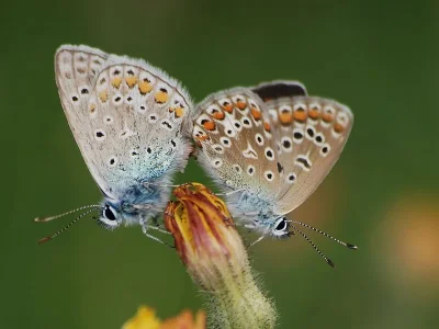 Polyommatus (Polyommatus) icarus