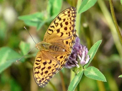 Argynnis (Speyeria) aglaja