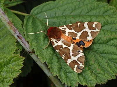 Arctia caja
