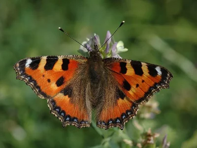 Aglais urticae