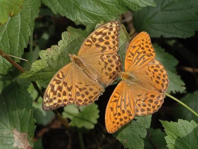 Argynnis (Argynnis) paphia