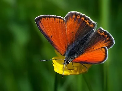Lycaena (Heodes) hippothoe