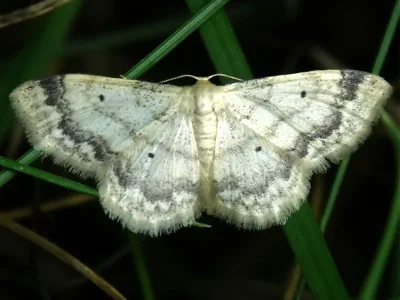 Idaea biselata
