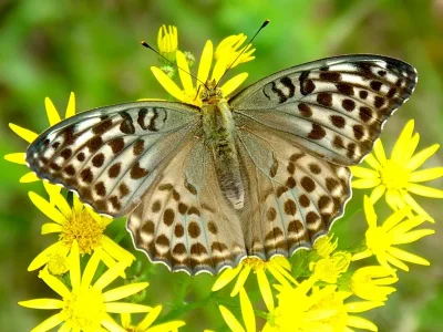 Argynnis (Argynnis) paphia