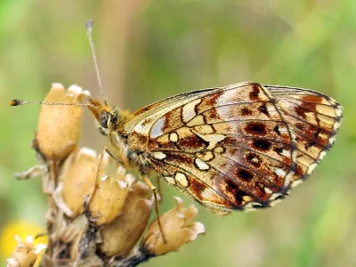 Boloria (Clossiana) dia