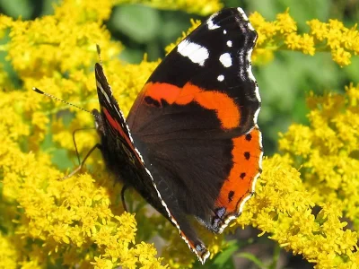 Vanessa atalanta