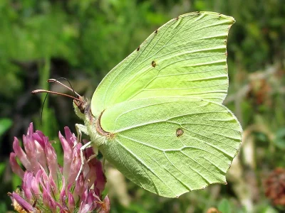 Gonepteryx rhamni