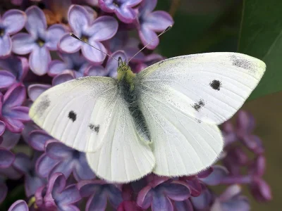 Pieris (Artogeia) rapae