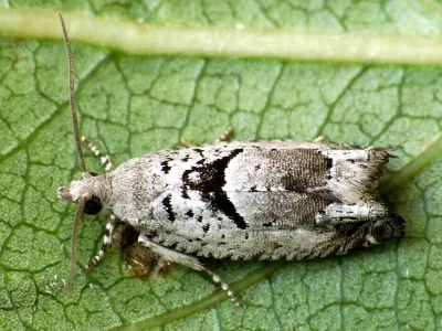 Epinotia ramella