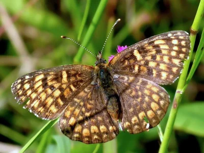Melitaea ornata