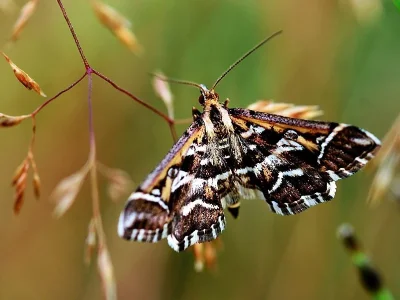 Diasemia reticularis