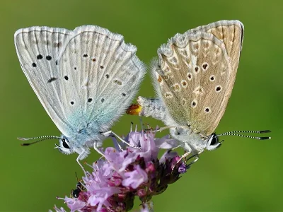 Polyommatus (Meleageria) daphnis