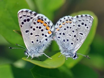 Pseudophilotes vicrama