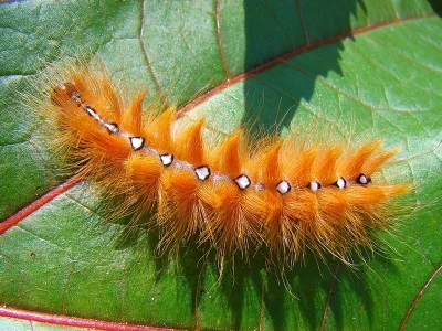 Acronicta (Acronicta) aceris