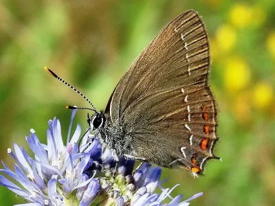 Satyrium (Nordmannia) ilicis