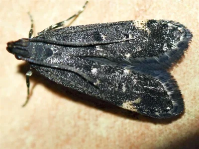 Dichomeris alacella
