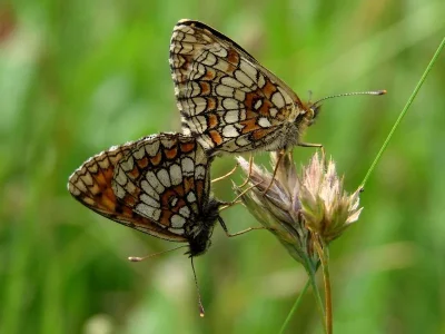 Melitaea (Mellicta) athalia