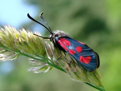 Zygaena (Agrumenia) loti