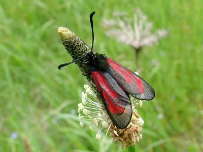 Zygaena (Mesembrynus) purpuralis
