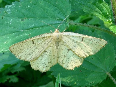 Angerona prunaria