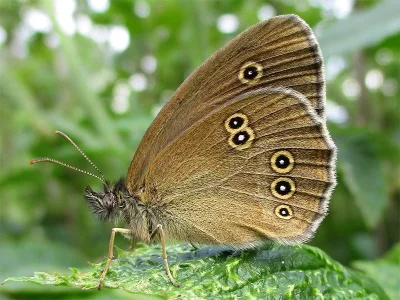 Aphantopus hyperantus