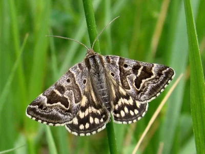Euclidia (Callistege) mi