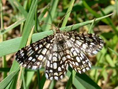 Chiasmia clathrata