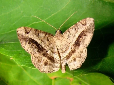Chiasmia aestimaria