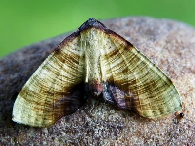 Plagodis dolabraria