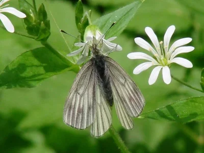 Pieris (Artogeia) bryoniae