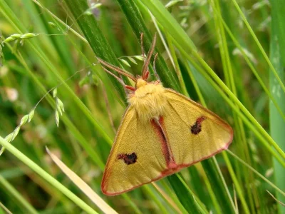 Diacrisia sannio