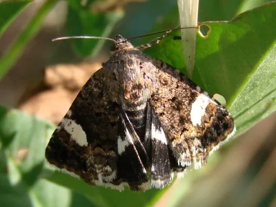 Tyta luctuosa