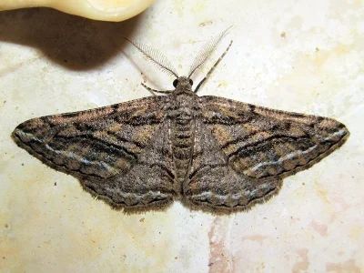 Calamodes occitanaria