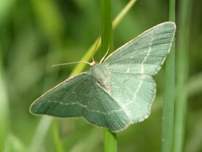 Chlorissa viridata