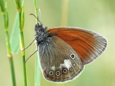 Coenonympha glycerion