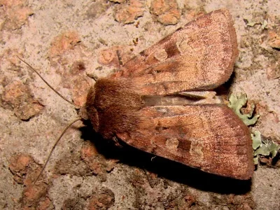 Diarsia rubi