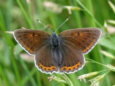 Lycaena (Thersamolycaena) alciphron