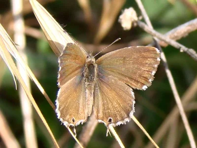 Cacyreus marshalli